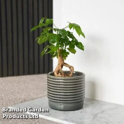 Radermachera Sinica Bonsai Form -EcoFlora Sales Shop BONS RADERMACH T45097F