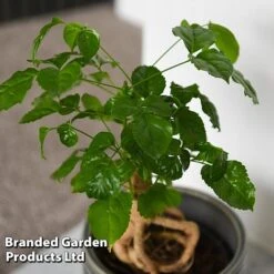 Radermachera Sinica Bonsai Form -EcoFlora Sales Shop BONS RADERMACH T45099D