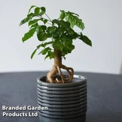 Radermachera Sinica Bonsai Form -EcoFlora Sales Shop BONS RADERMACH T45102A