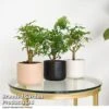 Bonsai Mix In Round Ceramic -EcoFlora Sales Shop BONS ROUNDMIX T49069