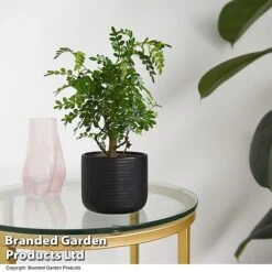 Bonsai Mix In Round Ceramic -EcoFlora Sales Shop BONS ROUNDMIX T49072