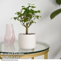 Bonsai Mix In Round Ceramic -EcoFlora Sales Shop BONS ROUNDMIX T49074