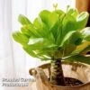 Brighamia Insignis 2 Brighamia Insignis -EcoFlora Sales Shop BRIG INSIGNIS W50473