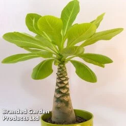 Brighamia Insignis -EcoFlora Sales Shop BRIG INSIGNIS W50474