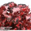 Begonia 'Red Robin' -EcoFlora Sales Shop Begonia Red Robin branded