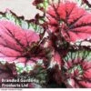 Begonia 'Satin Starburst' -EcoFlora Sales Shop Begonia Satin Starburst