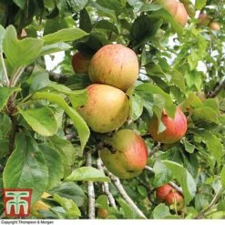 Britains Favourite Apple Tree Collection -EcoFlora Sales Shop Bramleys Seedling