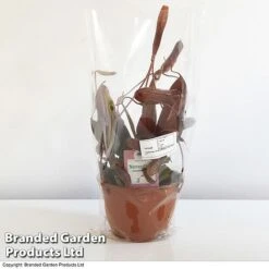 Nepenthes Alata Mix Hanging Basket -EcoFlora Sales Shop BrandedGP Copyright Image nepe1