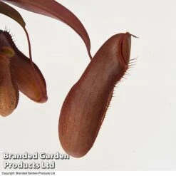 Nepenthes Alata Mix Hanging Basket -EcoFlora Sales Shop BrandedGP Copyright Image nepe3