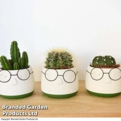 Cactus In Decorative Pot -EcoFlora Sales Shop CACT KC8512 C