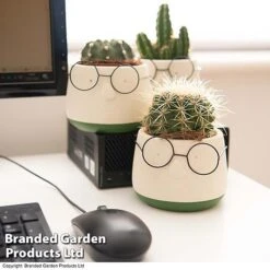 Cactus In Decorative Pot -EcoFlora Sales Shop CACT KC8512 E