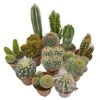 5 Cactus Plants Potted Cacti Houseplants Mixed Indoor Plant Selection 1 5 Cactus Plants Potted Cacti Houseplants Mixed Indoor Plant Selection -EcoFlora Sales Shop CACTUSMIX 1