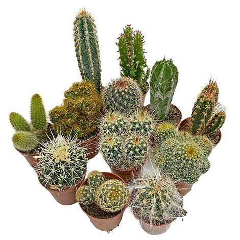 5 Cactus Plants Potted Cacti Houseplants Mixed Indoor Plant Selection 2 5 Cactus Plants Potted Cacti Houseplants Mixed Indoor Plant Selection