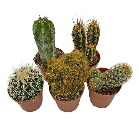 5 Cactus Plants Potted Cacti Houseplants Mixed Indoor Plant Selection 4 5 Cactus Plants Potted Cacti Houseplants Mixed Indoor Plant Selection - Image 3