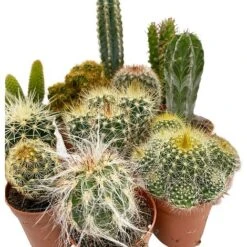 5 Cactus Plants Potted Cacti Houseplants Mixed Indoor Plant Selection 10 5 Cactus Plants Potted Cacti Houseplants Mixed Indoor Plant Selection -EcoFlora Sales Shop CACTUSMIX 3