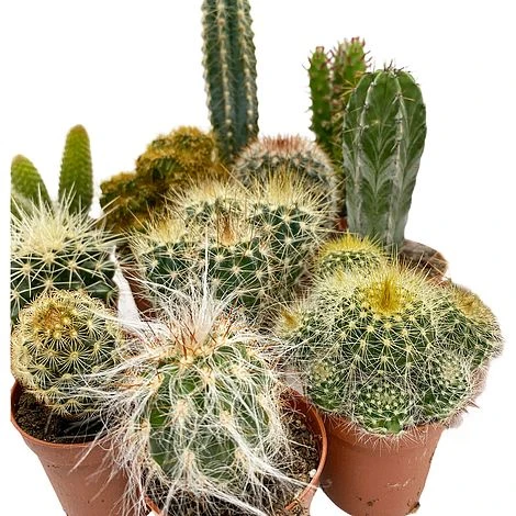 5 Cactus Plants Potted Cacti Houseplants Mixed Indoor Plant Selection 5 5 Cactus Plants Potted Cacti Houseplants Mixed Indoor Plant Selection - Image 4