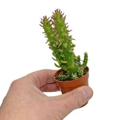 5 Cactus Plants Potted Cacti Houseplants Mixed Indoor Plant Selection 11 5 Cactus Plants Potted Cacti Houseplants Mixed Indoor Plant Selection -EcoFlora Sales Shop CACTUSMIX 5