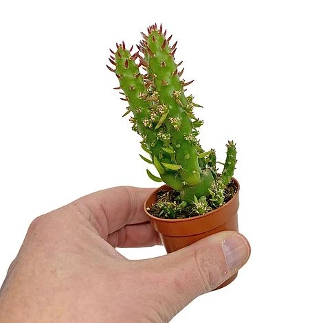 5 Cactus Plants Potted Cacti Houseplants Mixed Indoor Plant Selection 6 5 Cactus Plants Potted Cacti Houseplants Mixed Indoor Plant Selection - Image 5