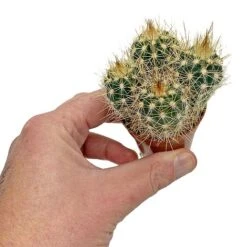 5 Cactus Plants Potted Cacti Houseplants Mixed Indoor Plant Selection 12 5 Cactus Plants Potted Cacti Houseplants Mixed Indoor Plant Selection -EcoFlora Sales Shop CACTUSMIX 6