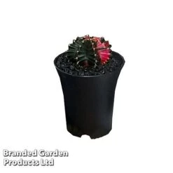 Cactus Gymnocalycium Mihanovichii F. Variegata Mixed 15 Cactus Gymnocalycium Mihanovichii F. Variegata Mixed -EcoFlora Sales Shop CACT GYMNOC5CM WKC8846