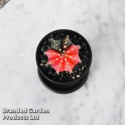 Cactus Gymnocalycium Mihanovichii F. Variegata Mixed 11 Cactus Gymnocalycium Mihanovichii F. Variegata Mixed -EcoFlora Sales Shop CACT GYMNOCALY T43422