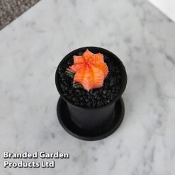 Cactus Gymnocalycium Mihanovichii F. Variegata Mixed 12 Cactus Gymnocalycium Mihanovichii F. Variegata Mixed -EcoFlora Sales Shop CACT GYMNOCALY T43428