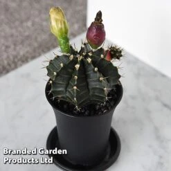 Cactus Gymnocalycium Mihanovichii F. Variegata Mixed 13 Cactus Gymnocalycium Mihanovichii F. Variegata Mixed -EcoFlora Sales Shop CACT GYMNOCALY T43433