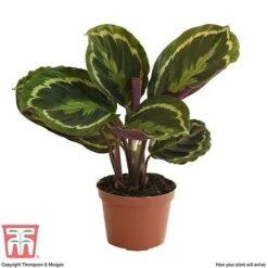 Calathea Roseopicta 'Medallion' -EcoFlora Sales Shop CAL tka2873 B