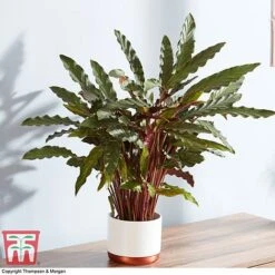 Calathea Rufibarba -EcoFlora Sales Shop CALA 2874 A1