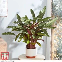 Calathea Rufibarba -EcoFlora Sales Shop CALA 2874 A2