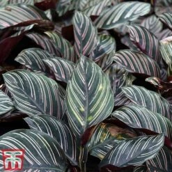 Calathea 'Sanderiana' 12 Calathea 'Sanderiana' -EcoFlora Sales Shop CALA TKA2871 A