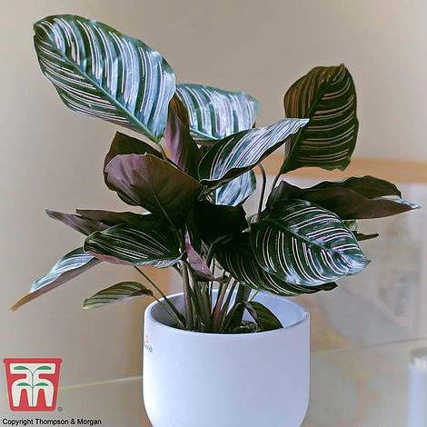 Calathea 'Sanderiana' 3 Calathea 'Sanderiana'