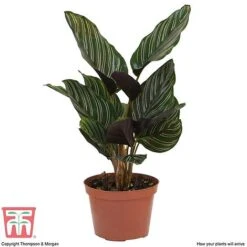 Calathea 'Sanderiana' 14 Calathea 'Sanderiana' -EcoFlora Sales Shop CALA TKA2871 D
