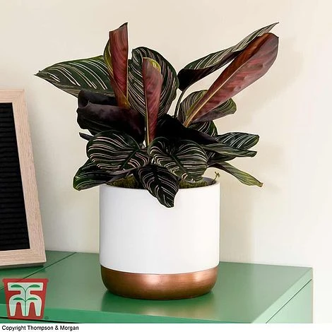 Calathea 'Sanderiana' 4 Calathea 'Sanderiana' - Image 2