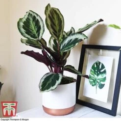 Calathea Roseopicta 'Medallion' -EcoFlora Sales Shop CALA TKA2873 A1