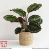 Calathea Roseopicta 'Medallion' -EcoFlora Sales Shop CALA TKA2873 D1