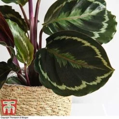 Calathea Roseopicta 'Medallion' -EcoFlora Sales Shop CALA TKA2873 E