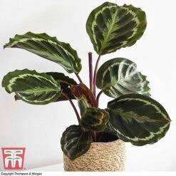 Calathea Roseopicta 'Medallion' -EcoFlora Sales Shop CALA TKA2873 F