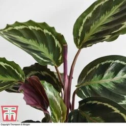 Calathea Roseopicta 'Medallion' -EcoFlora Sales Shop CALA TKA2873 G