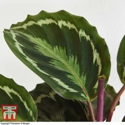 Calathea Roseopicta 'Medallion' -EcoFlora Sales Shop CALA TKA2873 H