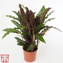 Calathea Rufibarba -EcoFlora Sales Shop CALA TKA2874 A