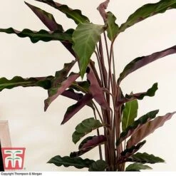 Calathea Rufibarba -EcoFlora Sales Shop CALA TKA2874 C