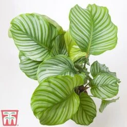 Calathea Orbifolia -EcoFlora Sales Shop CALA TKA2876 A