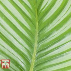 Calathea Orbifolia -EcoFlora Sales Shop CALA TKA2876 B
