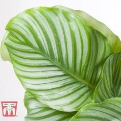 Calathea Orbifolia -EcoFlora Sales Shop CALA TKA2876 C
