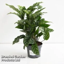 Calatheas Concinna 'Freddie' -EcoFlora Sales Shop CALA FREDD12CM T44569