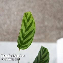 Calatheas Concinna 'Freddie' -EcoFlora Sales Shop CALA FREDDY T44572