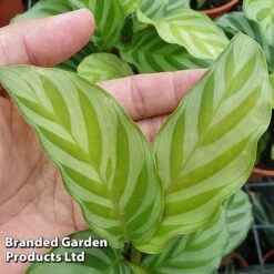 Calatheas Concinna 'Freddie' -EcoFlora Sales Shop CALA FREDDY W44168