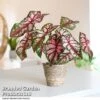 Caladium Heart To Heart® 'Bottle Rocket' -EcoFlora Sales Shop CALA H2HBOTTLE T43450