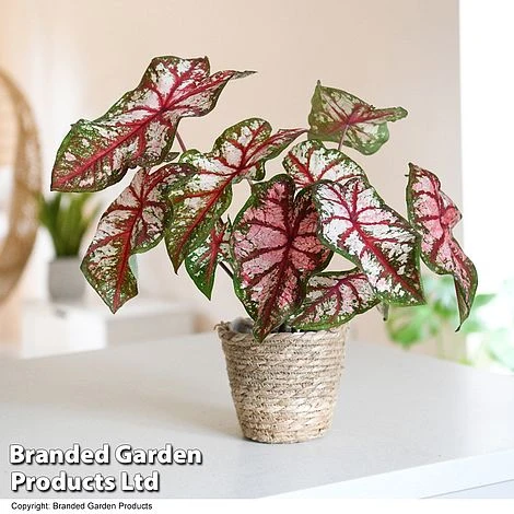 Caladium Heart To Heart® 'Bottle Rocket' 3 Caladium Heart To Heart® 'Bottle Rocket'